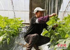 （乡村行·看振兴）山西高平：春日农忙正当时 特色产业富农家